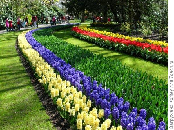 Сорта Delft Blue и White Pearl_DSCN5983