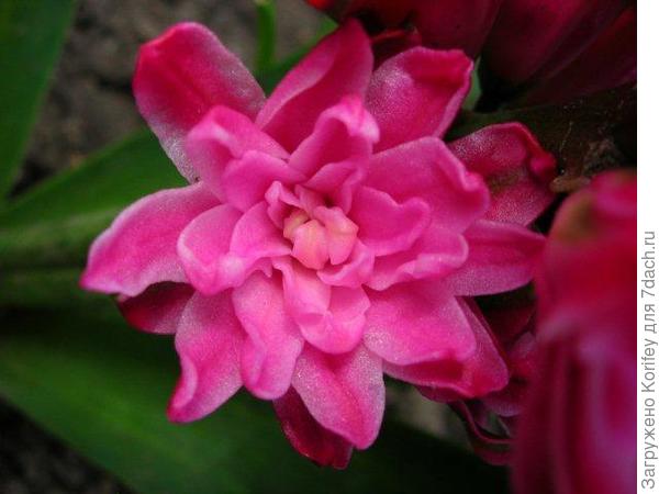 Double Eros_DSCN4936