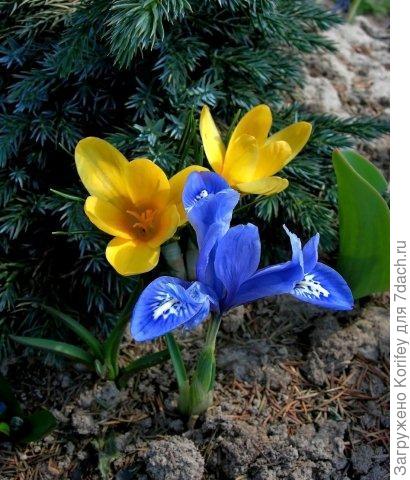 I.reticulata Cantab_DSCN3340