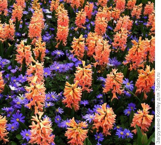 Gypsy Queen_IMG_0156