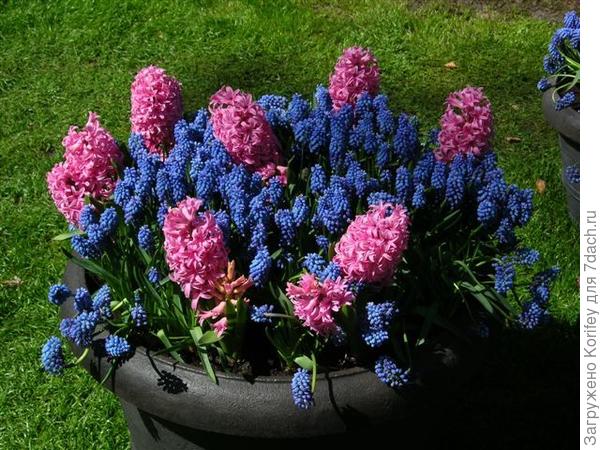 Сорт Amethyst_DSCN2205