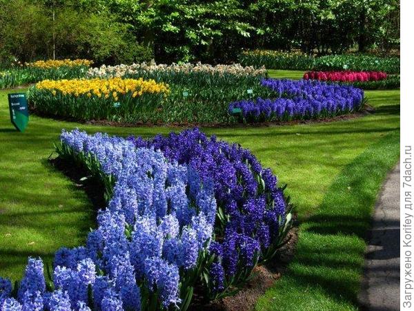 Сорта Blue Star &amp;  Kronos_DSCN6115