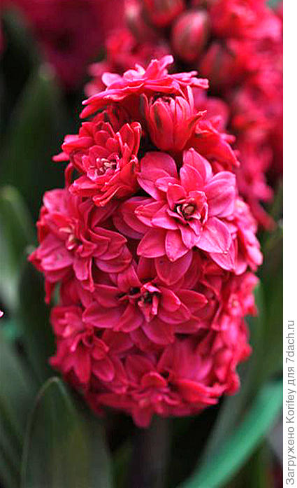 Махровый сорт Hollyhock_DSC_0504 (2)