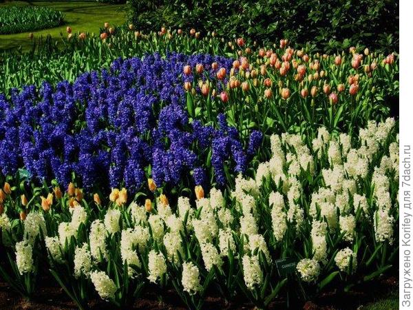 Carnegie и Blue Jacket_DSCN5931