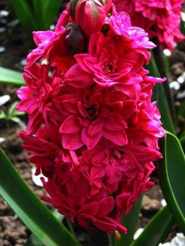 Махровый сорт Hollihok_DSCN5040