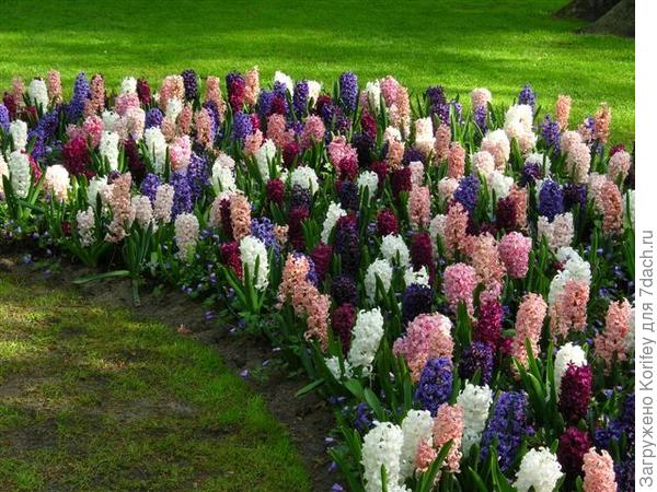 Сорта Blue Palace + Аnna Marie _DSC_0529 у