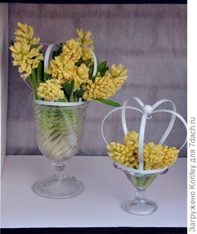 Гиацинты в кубке 2