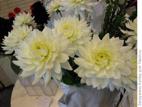 Сорт Karma Maarten Zwaan  DSCN2892 (4)