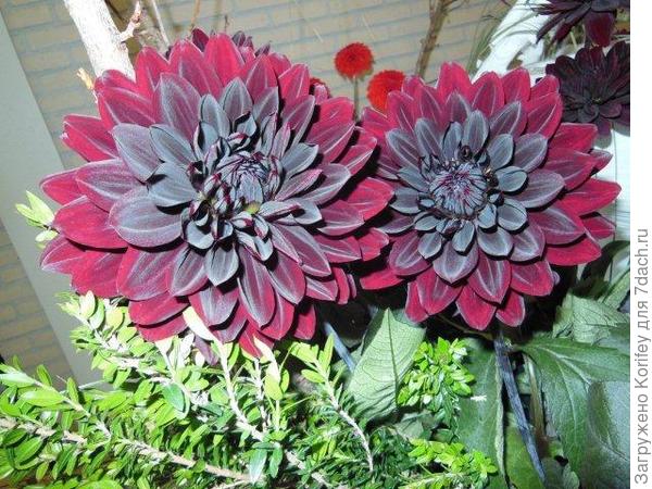 Сорт Karma Choc _DSCN2910 (8)