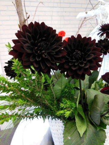 Karma Choc_DSCN2910 (14)