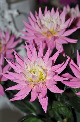 Сорт Karma Pink Korona DSCN2871 (2)