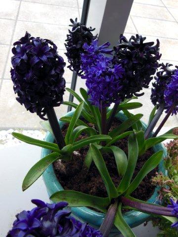 Сорт Dark Dimention _DSCN1199