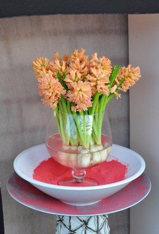 Лососевые гиацинты