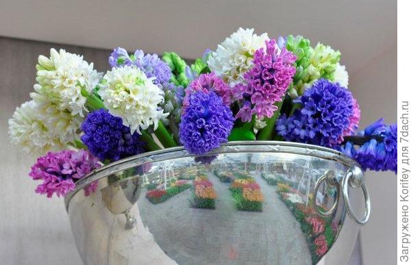 Гиацинты в кубке