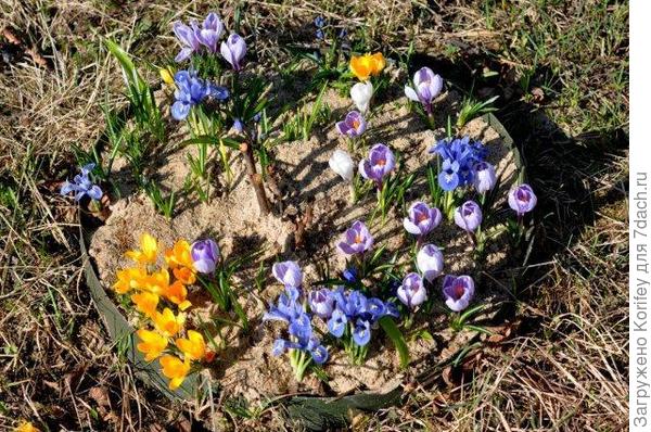 Крокусы вокруг древовидного пиона