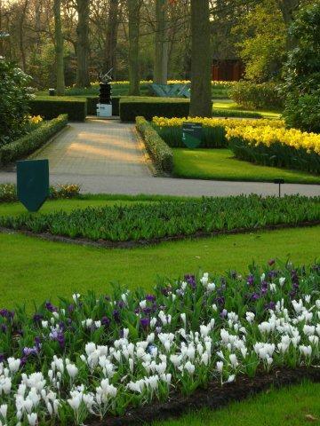 Крокусы с тюльпанами 7