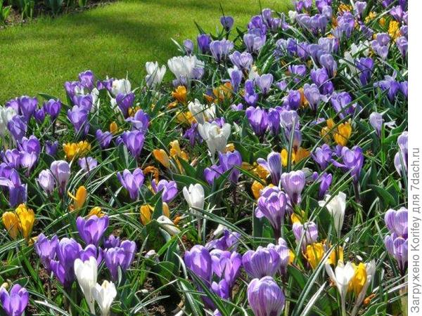Крокусы с тюльпанами 6