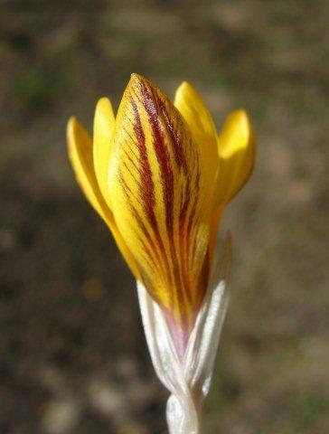 Gipsy Girl_Crocus chrysantus_DSCN6705