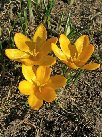 Golden Yellow Crocus flavus DSCN3664_blog