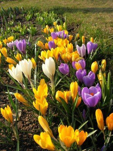 Клумба из ранних луковичных
