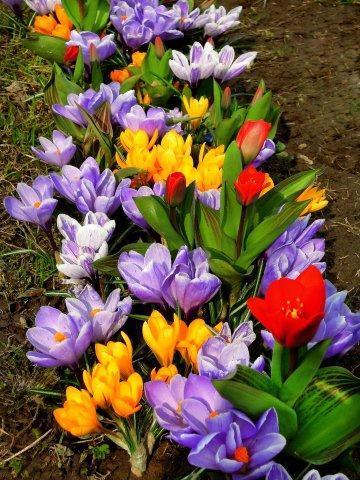 Клумба и ранних луковичных 2