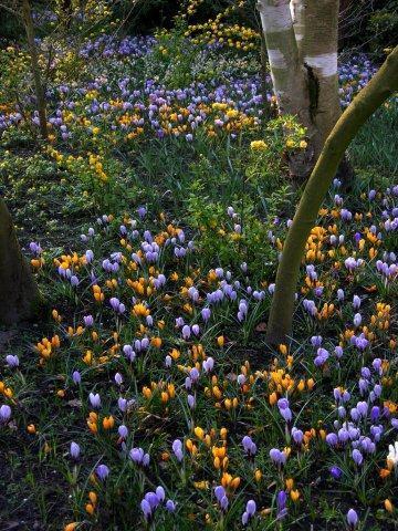 Крокусы с тюльпанами 8