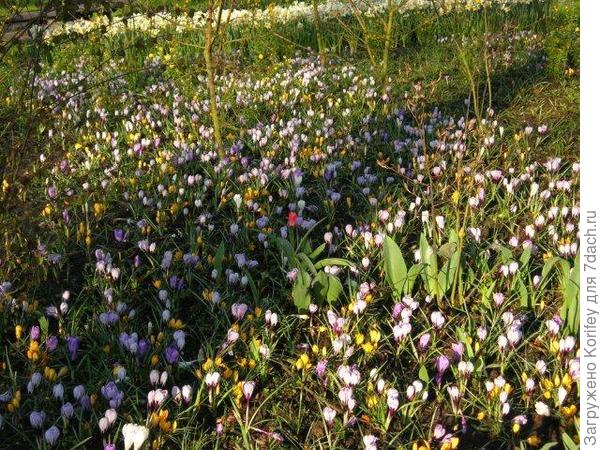 Крокусы с тюльпанами 7