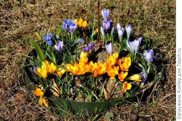 Cream Beauty + Miss Vain_Crocus chrysantus_DSC_DSCN6381