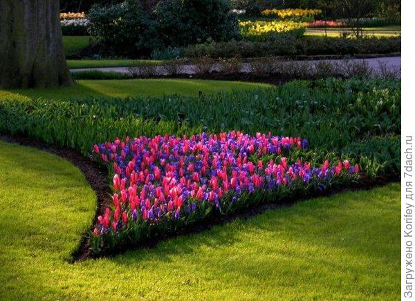 Крокусы с тюльпанами 3