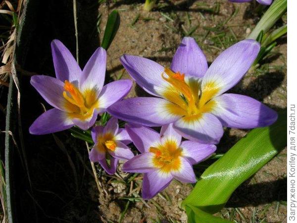 Сорт Tricolor _Crocus chrysantus _DSCN6571