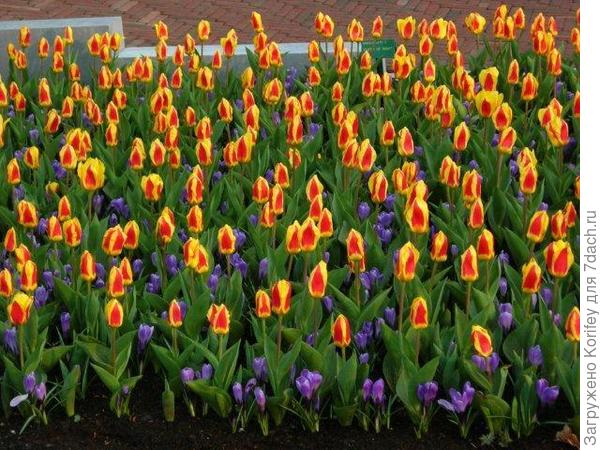 Крокусы с тюльпанами 5