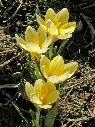 Cream Beauty_Crocus chrysantus_DSCN6849