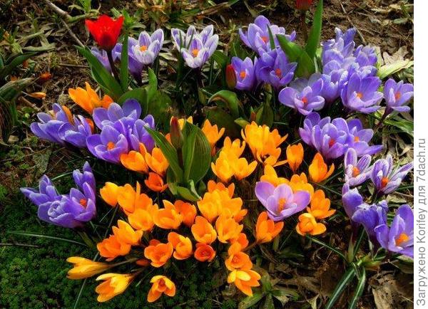 Клумба и ранних луковичных