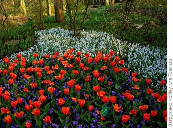 Крокусы с тюльпанами 2