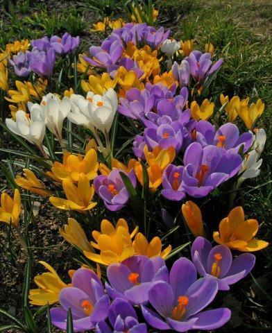 Tricolor with butterfly_Crocus chrysantus_DSCN6783 3