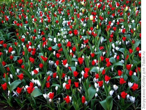 Крокусы с тюльпанами 4