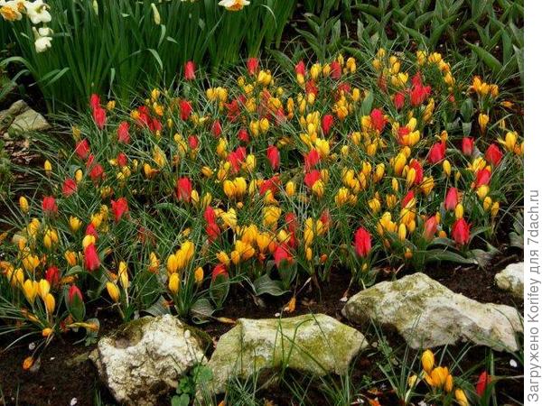 Крокусы с тюльпанами