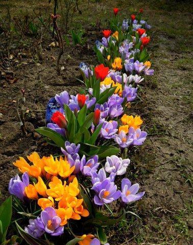 Клумба из ранних луковичных