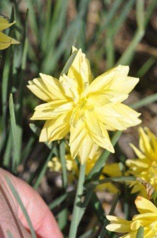 Сорт Eystetersis_DSC7840