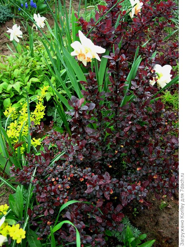 А на фоне красных барбарисов отлично смотрятся белые нарциссы