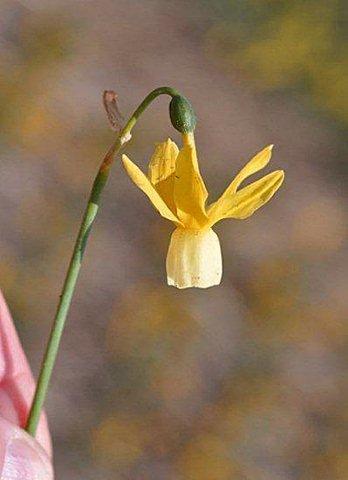 Narcissus Julia Jane 2