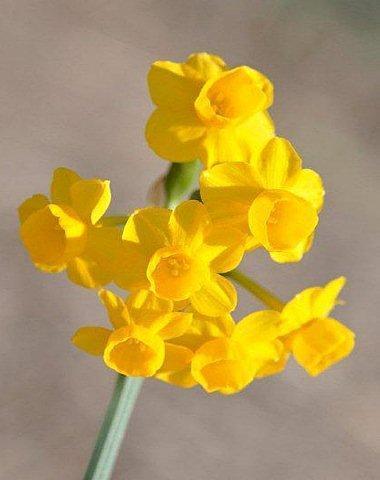 Narcissus &lsquo;More and More&rsquo; _DSC8042