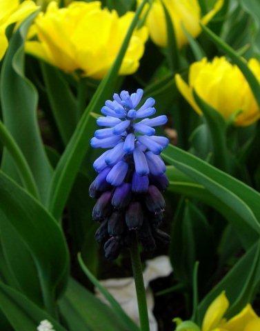 Можно сочетать их и с желтыми тюльпанами, тоже хорошо будет смотреться