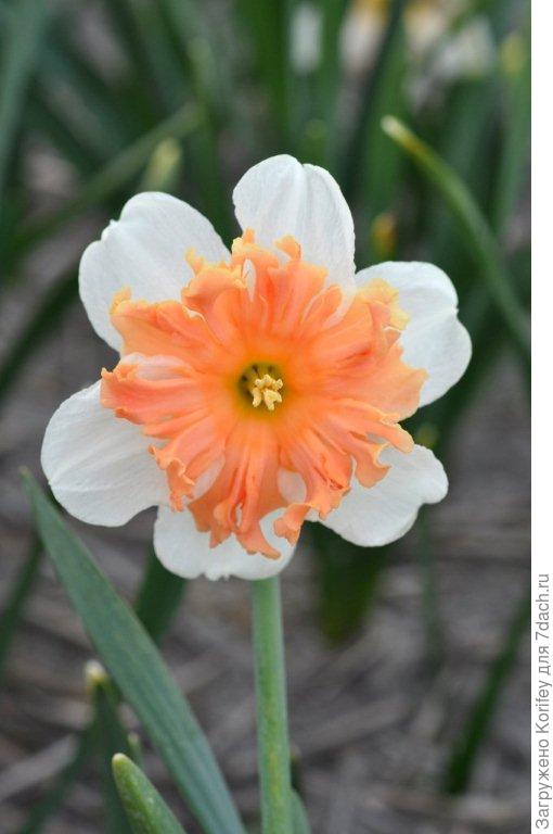 Сорт Shrike _DSC8436 (6)