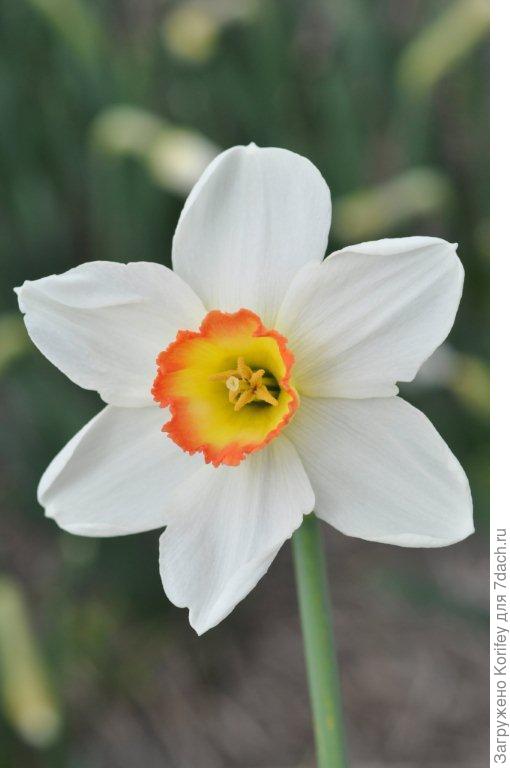 Нарцисс с яркой двухцветной коронкой