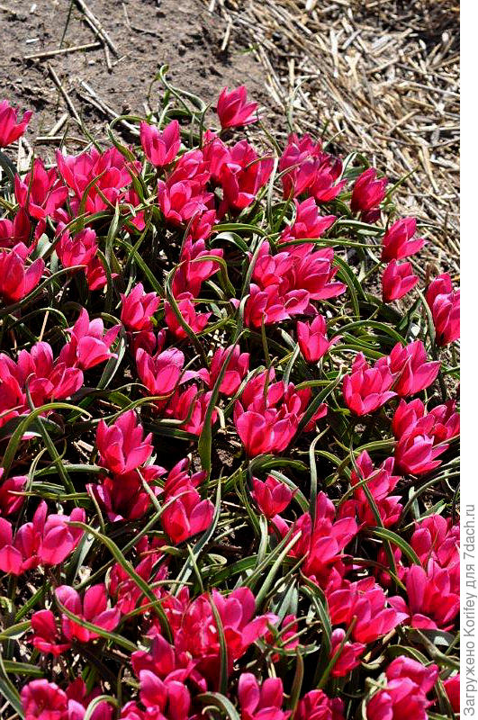 Тюльпан миниатюрный Montana Geel 3