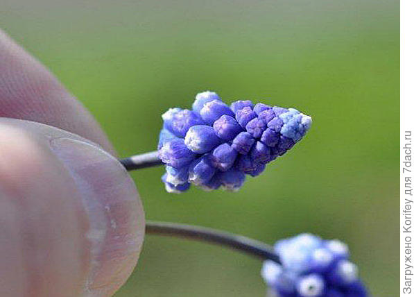 Миниатюрные мускари