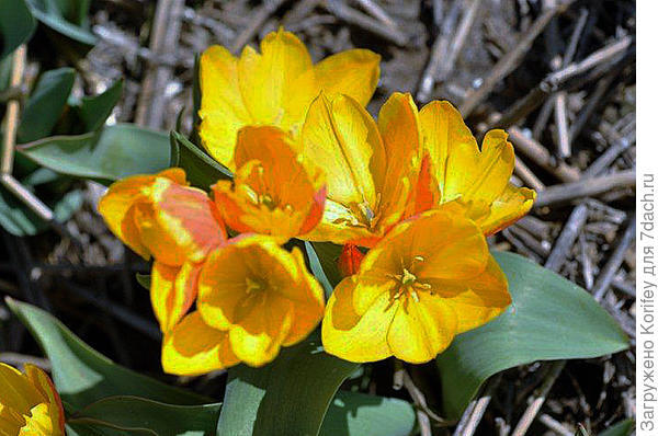 Тюльпан миниатюрный Montana Geel