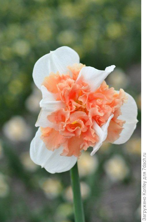 Нарцисс с махровой коронкой