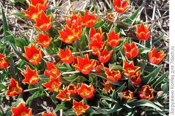 Тюльпан Шренка 2